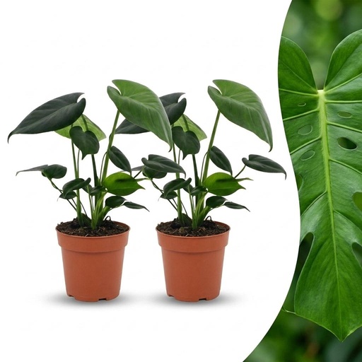 "Monstera Deliciosa - Fensterblatt - 2 Pflanzen - Topf 12cm - Höhe - 30cm image"