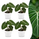 Philodendron Gloriosum - Gloriosum Philodendron - 4 Pflanzen - mit Weißem Topf - Topf 12cm - Höhe - 25cm
