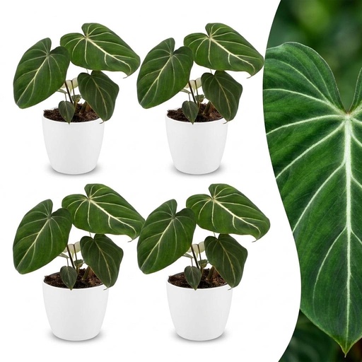 "Philodendron Gloriosum - Gloriosum Philodendron - 4 Pflanzen - mit Weißem Topf - Topf 12cm - Höhe - 25cm image"