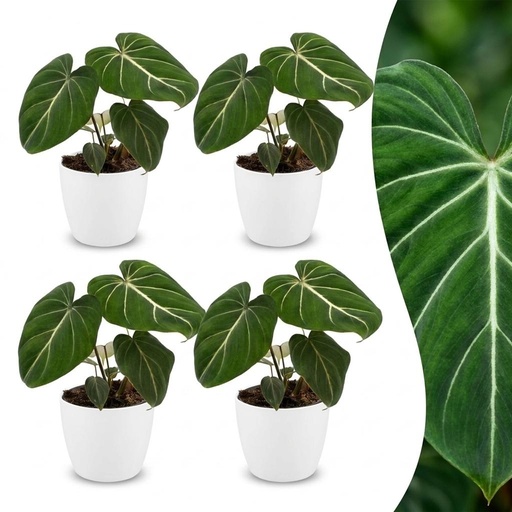 "Philodendron 4er-Set (Philodendron gloriosum) – pflegeleichte Zimmerpflanze, im weißen Topf, Topf-Ø 12 cm, Höhe ca. 25 cm image"