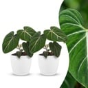 Philodendron Gloriosum - Gloriosum Philodendron - 2 Pflanzen - mit Weißem Topf - Topf 12cm - Höhe 25cm