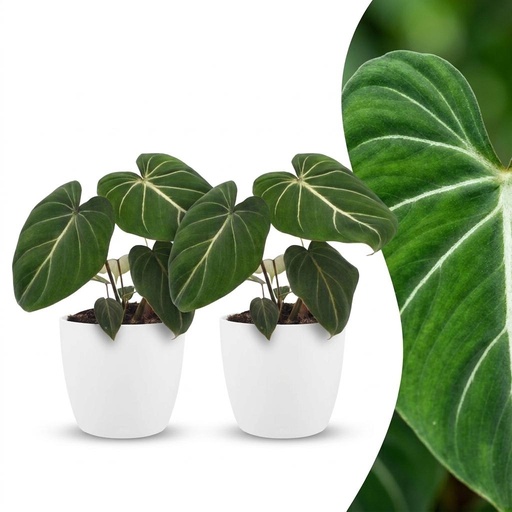 "Philodendron Gloriosum - Gloriosum Philodendron - 2 Pflanzen - mit Weißem Topf - Topf 12cm - Höhe 25cm image"