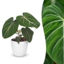Philodendron Gloriosum - Gloriosum Philodendron - 1 Pflanze - mit Weißem Topf - Topf 12cm - Höhe - 25cm
