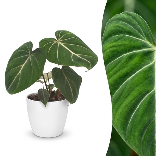 "Philodendron Gloriosum - Gloriosum Philodendron - 1 Pflanze - mit Weißem Topf - Topf 12cm - Höhe - 25cm image"