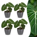 Philodendron Gloriosum - Gloriosum Philodendron - 4 Pflanzen - mit Grau Topf - Topf 12cm - Höhe - 25cm