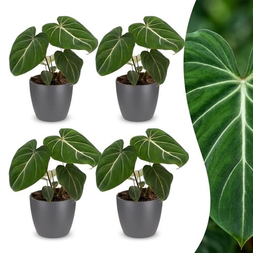 "Philodendron Gloriosum - Gloriosum Philodendron - 4 Pflanzen - mit Grau Topf - Topf 12cm - Höhe - 25cm image"