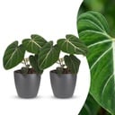 Philodendron Gloriosum - Gloriosum Philodendron - 2 Pflanzen - mit Potter Grau - Topf 12cm - Höhe - 25cm
