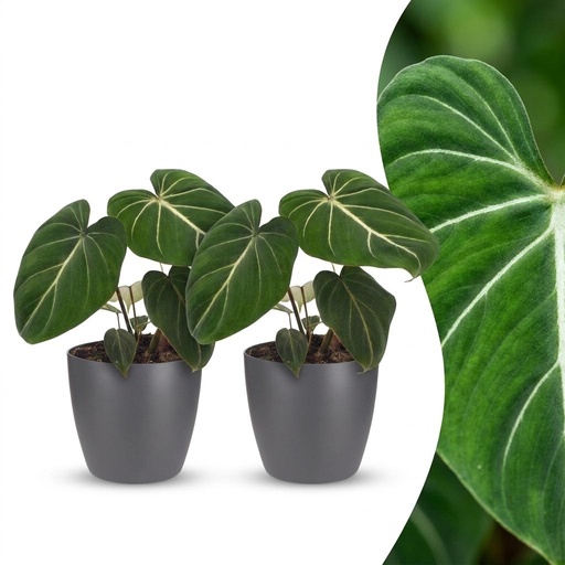 "Philodendron Gloriosum - Gloriosum Philodendron - 2 Pflanzen - mit Potter Grau - Topf 12cm - Höhe - 25cm image"