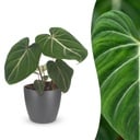 Philodendron Gloriosum - Gloriosum Philodendron - 1 Pflanze - mit Potter Grau - Topf 12cm - Höhe - 25cm