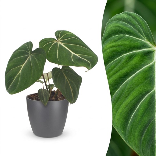 "Philodendron Gloriosum - Gloriosum Philodendron - 1 Pflanze - mit Potter Grau - Topf 12cm - Höhe - 25cm image"