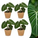 Philodendron Gloriosum - Gloriosum Philodendron - 4 Pflanzen - mit Korb - Topf 12cm - Höhe - 25cm