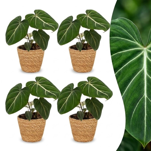 "Philodendron Gloriosum - Gloriosum Philodendron - 4 Pflanzen - mit Korb - Topf 12cm - Höhe - 25cm image"