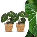 Philodendron Gloriosum - Gloriosum Philodendron - 2 Pflanzen - mit Korb - Topf 12cm - Höhe - 25cm