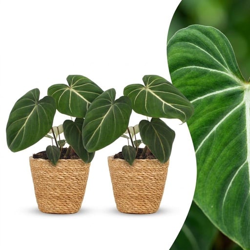 "Philodendron Gloriosum - Gloriosum Philodendron - 2 Pflanzen - mit Korb - Topf 12cm - Höhe - 25cm image"