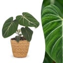 Philodendron Gloriosum - Gloriosum Philodendron - 1 Pflanze - mit Korb - Topf 12cm - Höhe - 25cm