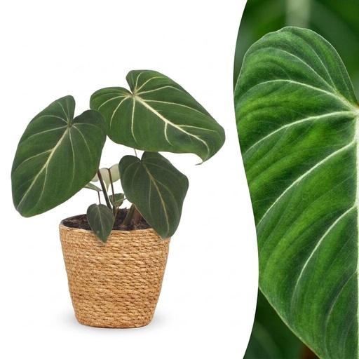 "Philodendron Gloriosum - Gloriosum Philodendron - 1 Pflanze - mit Korb - Topf 12cm - Höhe - 25cm image"