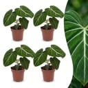 Philodendron Gloriosum - Gloriosum Philodendron - 4 Pflanzen - Topf 12cm - Höhe - 25cm