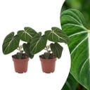 Philodendron Gloriosum - Gloriosum Philodendron - 2 Pflanzen - Topf 12cm - Höhe - 25cm