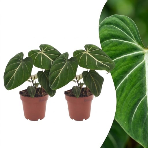 "Philodendron Gloriosum - Gloriosum Philodendron - 2 Pflanzen - Topf 12cm - Höhe - 25cm image"