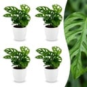 Monstera Adansonii - Monstera Adansonii - 4 Pflanzen - mit Potter Wit - Topf 12cm - Höhe - 25cm