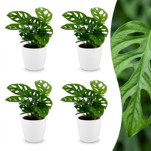 "Fensterblatt (Monstera adansonii) – pflegeleichte Zimmerpflanze, Höhe ca. 12 cm image"