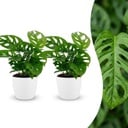 Monstera Adansonii - Monstera Adansonii - 2 Pflanzen - mit Potter Wit - Topf 12cm - Höhe - 25cm