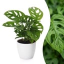 Monstera Adansonii - Monstera Adansonii - 1 Pflanze - mit Potter Weiß - Topf 12cm - Höhe - 25cm
