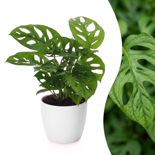 "Monstera Adansonii - Monstera Adansonii - 1 Pflanze - mit Potter Weiß - Topf 12cm - Höhe - 25cm image"