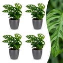 Monstera Adansonii - Monstera Adansonii - 4 Pflanzen - mit Grau Topf - Topf 12cm - Höhe 25cm