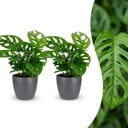 Monstera Adansonii - Monstera Adansonii - 2 Pflanzen - mit Grau Topf - Topf 12cm - Höhe - 25cm