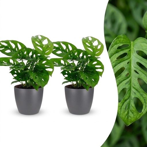 "Monstera Adansonii - Monstera Adansonii - 2 Pflanzen - mit Grau Topf - Topf 12cm - Höhe - 25cm image"