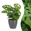 Monstera Adansonii - Monstera Adansonii - 1 Pflanze - mit Grau Topf - Topf 12cm - Höhe - 25cm