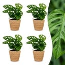 Monstera Adansonii - Monstera Adansonii - 4 Pflanzen - mit Korb - Topf 12cm - Höhe - 25cm