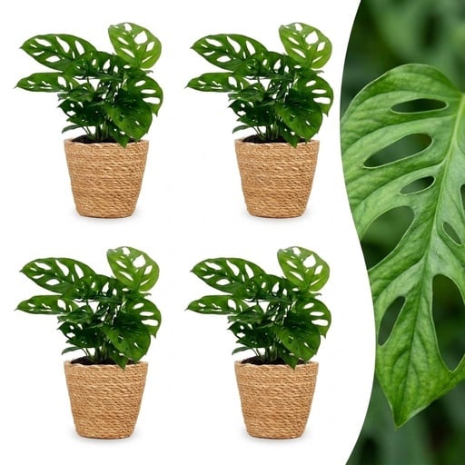 "Fensterblatt (Monstera adansonii) – pflegeleichte Zimmerpflanze, im Dekokorb, Höhe ca. 12 cm image"