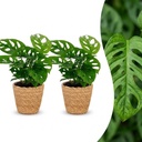 Monstera Adansonii - Monstera Adansonii - 2 Pflanzen - mit Korb - Topf 12cm - Höhe - 25cm