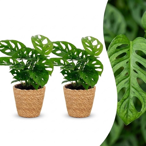 "Monstera Adansonii - Monstera Adansonii - 2 Pflanzen - mit Korb - Topf 12cm - Höhe - 25cm image"