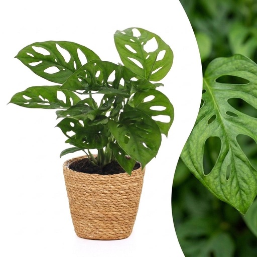 "Monstera Adansonii - Monstera Adansonii - 1 Pflanze - mit Korb - Topf 12cm - Höhe - 25cm image"