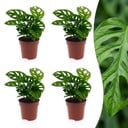 Monstera Adansonii - Monstera Adansonii - 4 Pflanzen - Topf 12cm - Höhe - 25cm