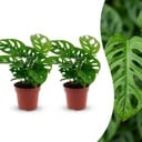 Monstera Adansonii - Monstera Adansonii - 2 Pflanzen - Topf 12cm - Höhe - 25cm