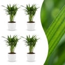 Areca Lutescens - Goldfruchtpalme - 4 Pflanzen - mit Potter Weiß - Topf 12cm - Höhe - 45cm