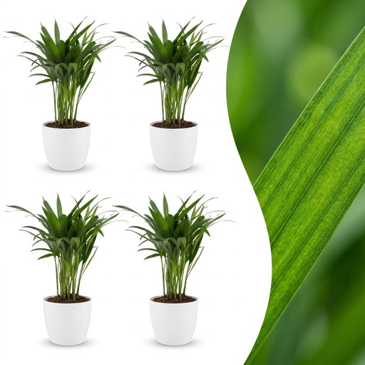 "Goldfruchtpalme (Areca lutescens) – pflegeleichte Zimmerpflanze, Höhe ca. 12 cm image"