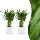 Areca Lutescens - Goldfruchtpalme - 2 Pflanzen - mit Potter Weiß - Topf 12cm - Höhe - 45cm