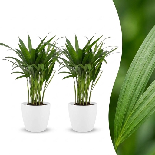 "Areca Lutescens - Goldfruchtpalme - 2 Pflanzen - mit Potter Weiß - Topf 12cm - Höhe - 45cm image"