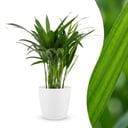 Areca Lutescens - Goldfruchtpalme - 1 Plant - mit Potter Wit - Topf 12cm - Höhe - 45cm