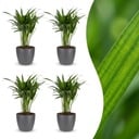 Areca Lutescens - Goldfruchtpalme - 4 Pflanzen - mit Potter Grijs - Topf 12cm - Höhe - 45cm