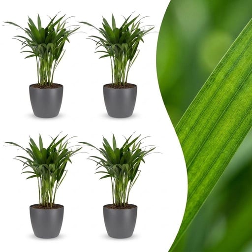 "Areca Lutescens - Goldfruchtpalme - 4 Pflanzen - mit Potter Grijs - Topf 12cm - Höhe - 45cm image"