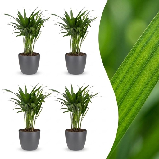 "Goldfruchtpalme (Areca lutescens) – pflegeleichte Zimmerpflanze, Höhe ca. 12 cm image"