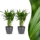 Areca Lutescens - Goldfruchtpalme - 2 Pflanzen - mit Potter Grau - Topf 12cm - Höhe - 45cm