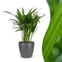 Areca Lutescens - Goldfruchtpalme - 1 Pflanze - mit Potter Grau - Topf 12cm - Höhe - 45cm