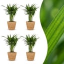 Areca Lutescens - Goldfruchtpalme - 4 Pflanzen - mit Korb - Topf 12cm - Höhe - 45cm
